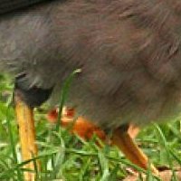 Minah Bird Naakt